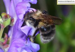 Bombus pseudobaicalensis