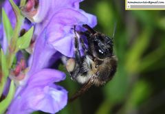 Bombus pseudobaicalensis
