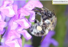 Bombus pseudobaicalensis