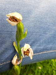 Ophrys apifera