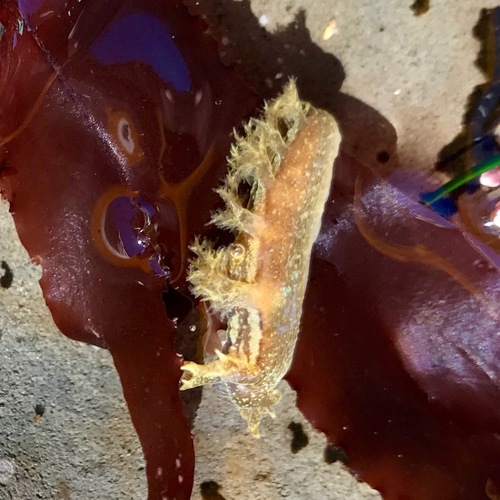 Dendronotus subramosus