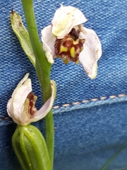 Ophrys apifera