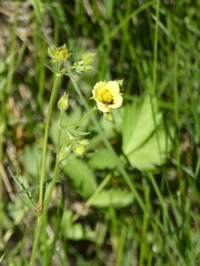 Potentilla gracilis