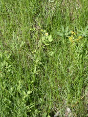 Potentilla gracilis