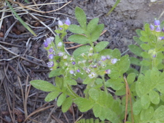 Polemonium californicum