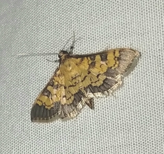 Diacme elealis