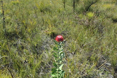 Banksia coccinea