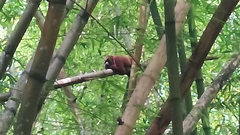 Alouatta macconnelli