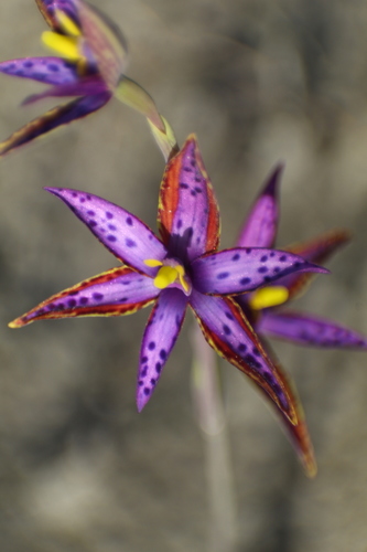 Image of Thelymitra porphyrosticta by (c) Em Lamond, some rights reserved (CC BY)