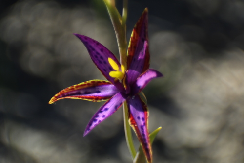 Image of Thelymitra porphyrosticta by (c) Em Lamond, some rights reserved (CC BY)