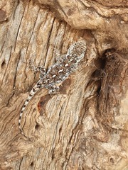 Acanthocercus gregorii