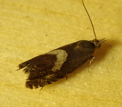 Grapholita lunulana
