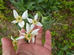 Anemonastrum biarmiense