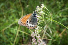 Coenonympha gardetta