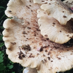 Cerioporus squamosus