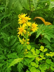 Solidago cuprea