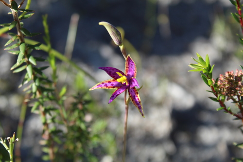 Image of Thelymitra porphyrosticta by (c) Em Lamond, some rights reserved (CC BY)
