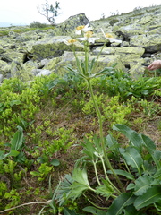 Anemonastrum biarmiense