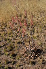 Aloe transvaalensis