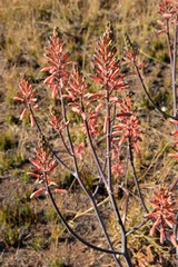 Aloe transvaalensis