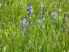 Camassia quamash