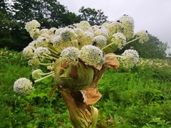 Angelica ursina