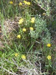 Microseris nutans