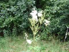 Filipendula ulmaria