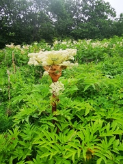 Angelica ursina