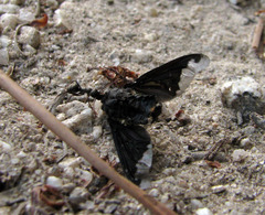 Hemipenthes velutina
