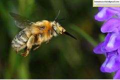 Anthophora deserticola