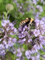 Bombus distinguendus