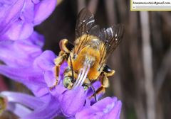 Anthophora deserticola