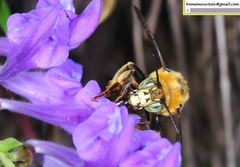 Anthophora deserticola