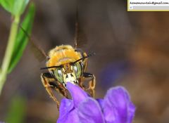 Anthophora deserticola