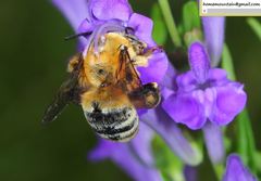 Anthophora deserticola