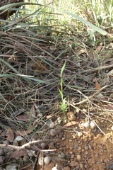 Pterostylis barbata