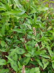 Persicaria maculosa