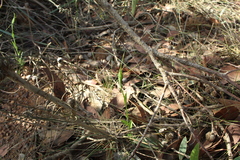 Pterostylis barbata