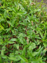 Persicaria maculosa