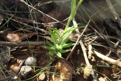 Pterostylis barbata
