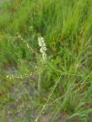 Melilotus albus