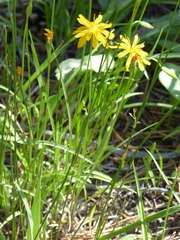 Microseris nutans