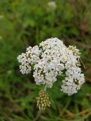 Achillea millefolium