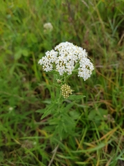Achillea millefolium
