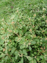 Glinus lotoides