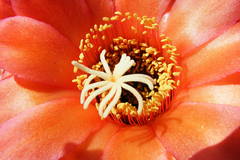 Trichocereus huascha