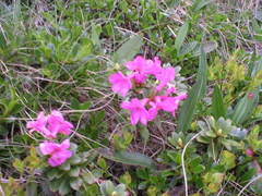 Rhododendron myrtifolium