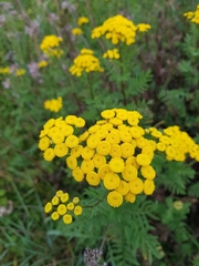 Tanacetum vulgare