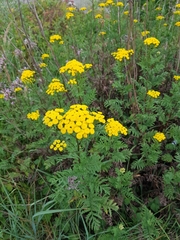 Tanacetum vulgare